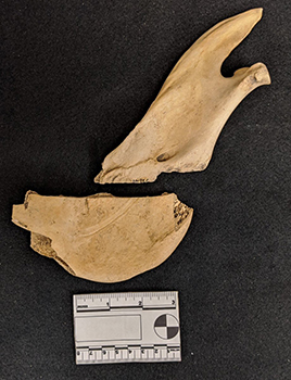 part of cow mandible
